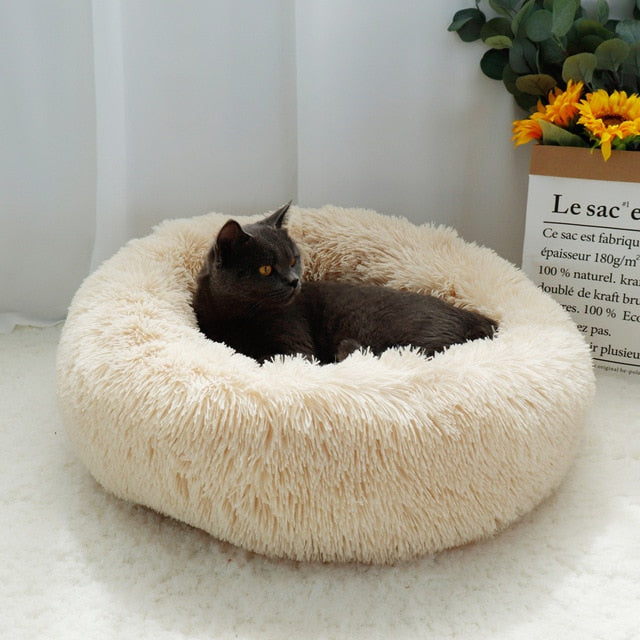 2020 latest cat beds