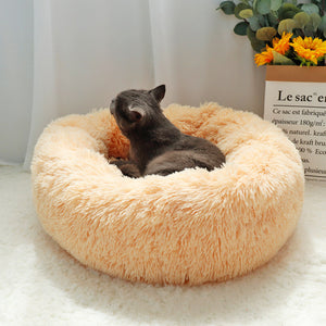 2020 latest cat beds